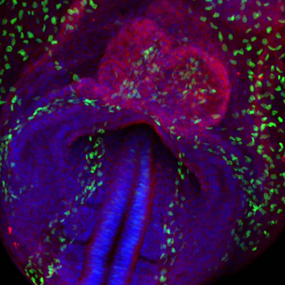 The image shows a mouse embryo on the eighth day of gestation. This embryo is genetically modified so that the vessel-forming endothelial cells are shown in green, the primitive heart in red, and the entire embryo in blue.e muestra un embrión de ratón en el octavo día de gestación. Este embrión está modificado genéticamente para que las células endoteliales que forman los vasos se visualicen en color verde, el corazón primitivo en rojo, y la totalidad del embrión en azul.